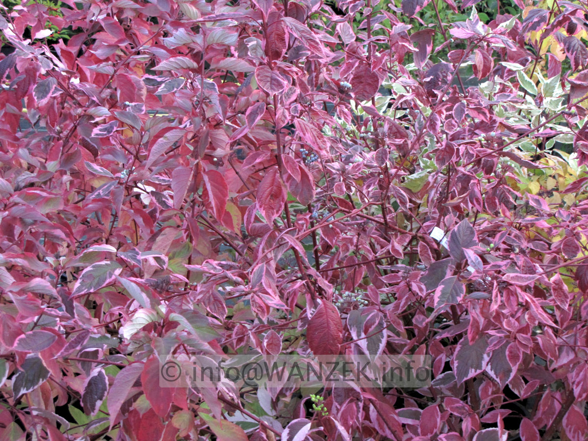 Cornus alba Sibirica Variegata - Herbstfaerbung.JPG